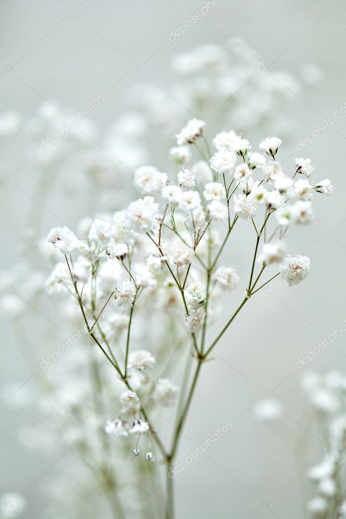 The small white flowers of gypsophila. wedding style Stock Photo